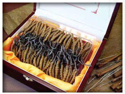 白塔冬虫夏草回收